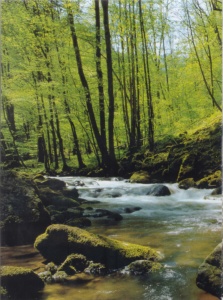 Tal des kleinen Kößlbaches 2 scaled