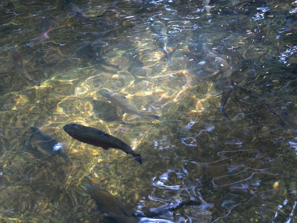 trout 71279 1280