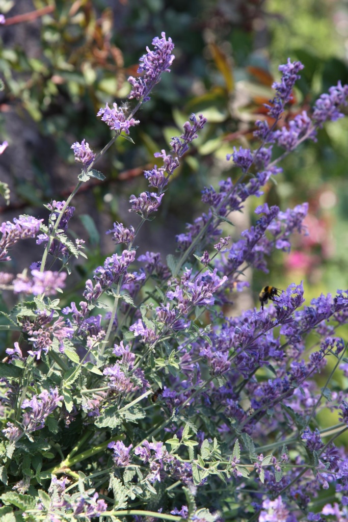 catnip gb54b3dccf 1920