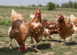 Huhn legehennen freiland qgv jpg web 1024x731 1