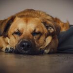 dog 7627547 1280